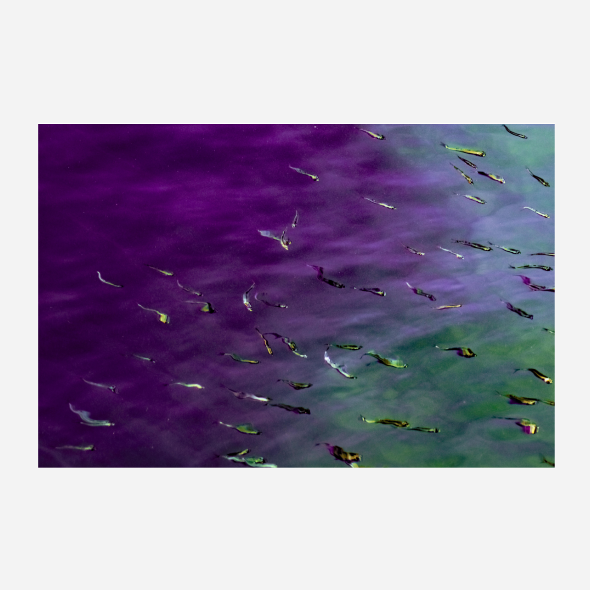 CANVAS PRINT: "LUCID FLOW"