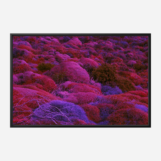 CANVAS PRINT: "BIOTIC PULSE"